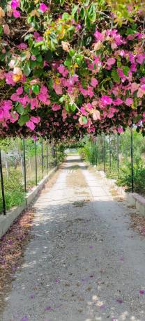 Finca rústica en Partida Tossal Redó s/n