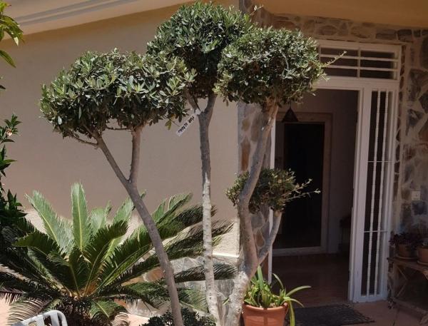 Chalet en calle Flores