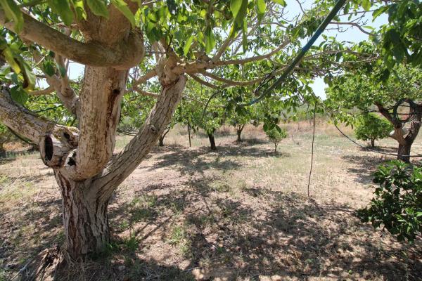 Finca rústica en Pd Bonaire