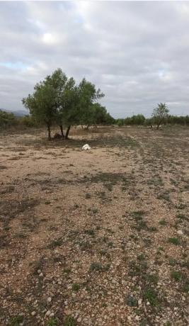 Terreno en Villena s/n Sinnumero