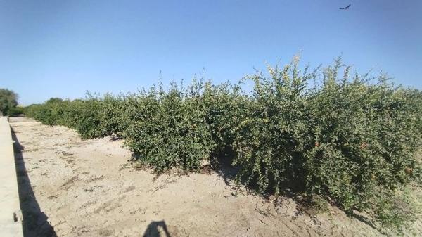 Terreno en Partida Fogaria