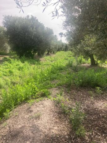 Terreno en Partida Marina s/n