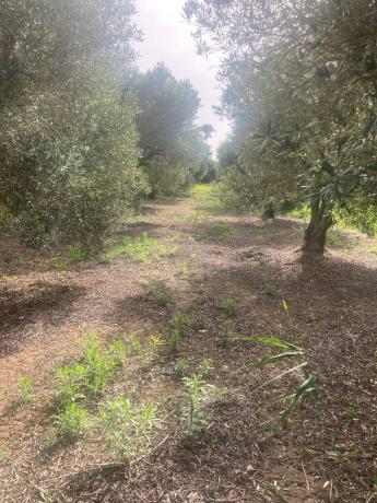 Terreno en Partida Marina s/n