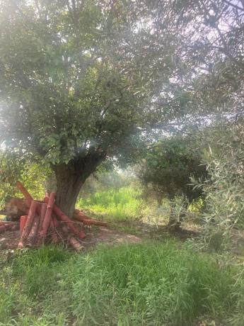 Terreno en Partida Marina s/n