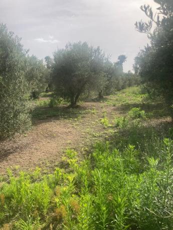 Terreno en Partida Marina s/n