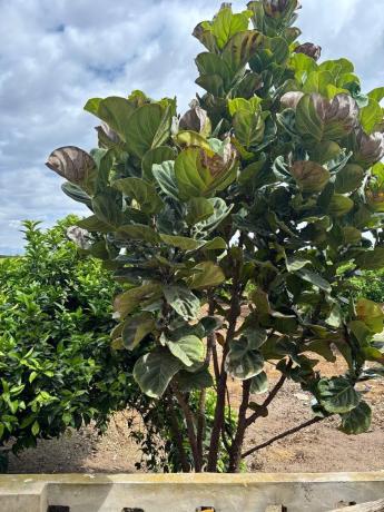 Terreno en Zona Pueblo