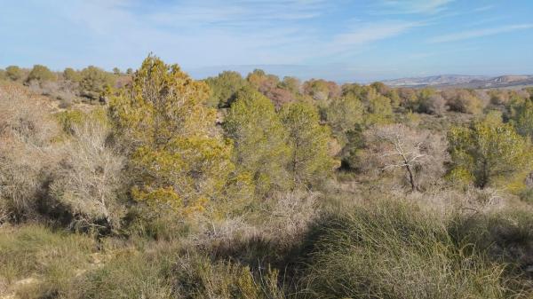 Terreno en Desamparados-Hurchillo-Torremendo