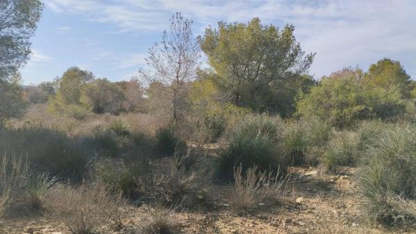 Terreno en Desamparados-Hurchillo-Torremendo