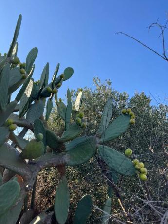 Terreno en 5x2q+7jj Las Siete Casas, 5 X2q+7jj Las Siete Casas