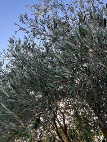 Terreno en 5x2q+7jj Las Siete Casas, 5 X2q+7jj Las Siete Casas