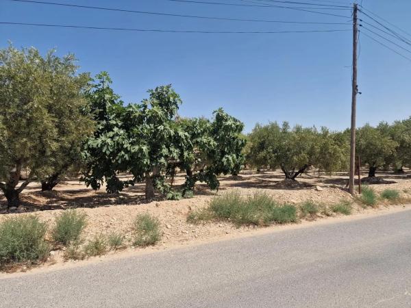 Terreno en Crevillente