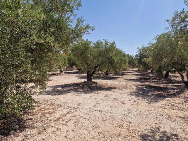 Terreno en Crevillente