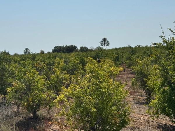 Terreno en camino Viejo de Alicante s/n