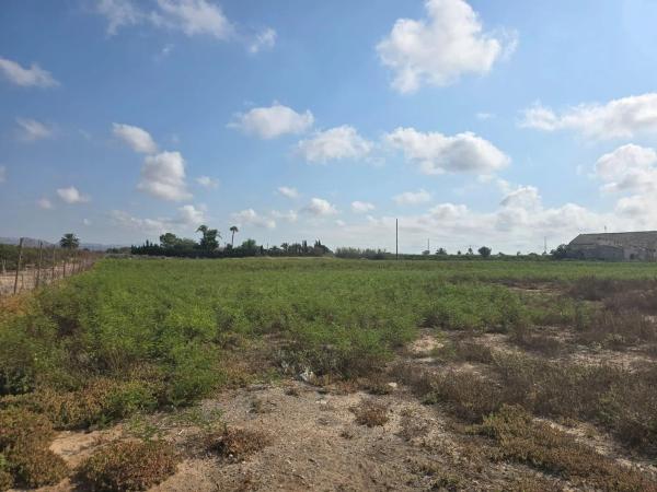 Terreno en camino de Pallús