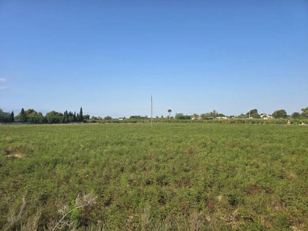 Terreno en camino de Pallús