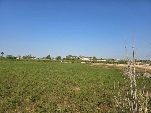 Terreno en camino de Pallús