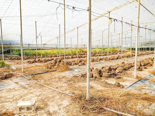 Terreno en avenida d'Elx