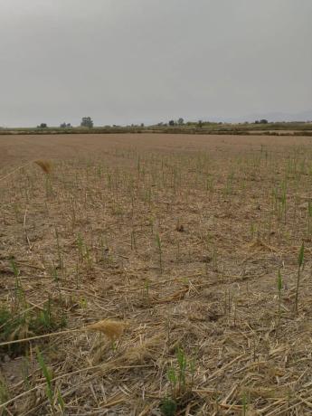 Terreno en La Hoya-Daimes-El Derramador