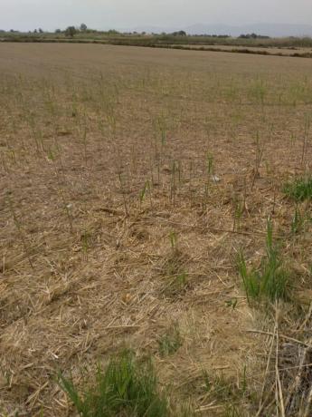 Terreno en La Hoya-Daimes-El Derramador