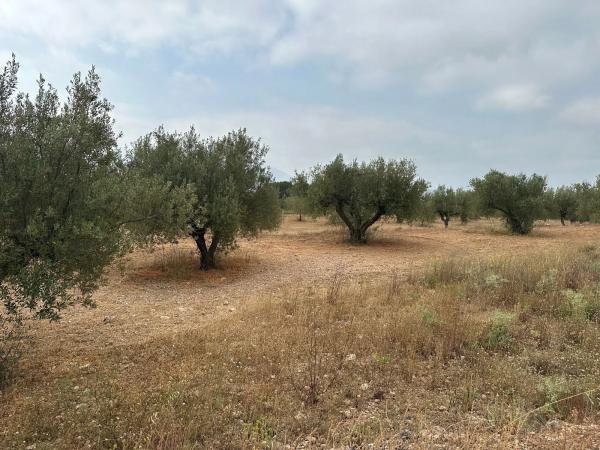 Terreno en Partida La Fita, 5