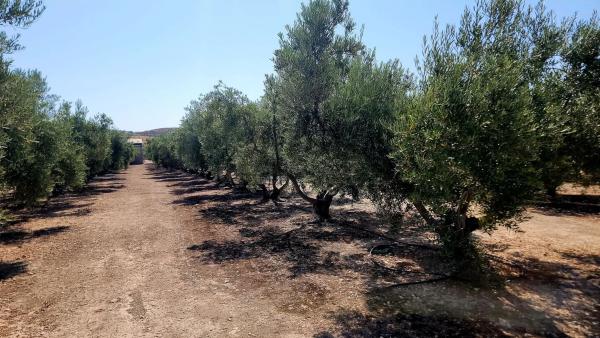 Terreno en Partida Sarganella, 37