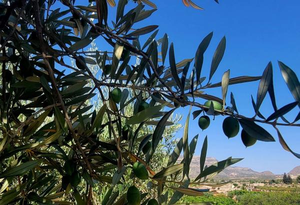 Terreno en Partida Sarganella, 37