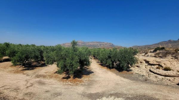 Terreno en Partida Sarganella, 37
