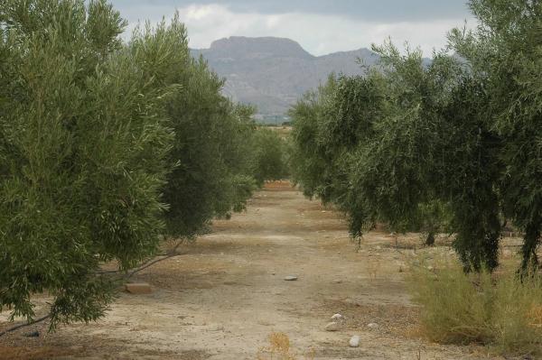 Terreno en Partida Sol del Camp