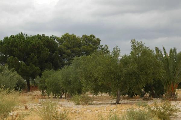Terreno en Partida Sol del Camp