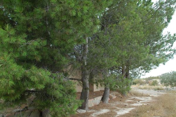 Terreno en Partida Sol del Camp