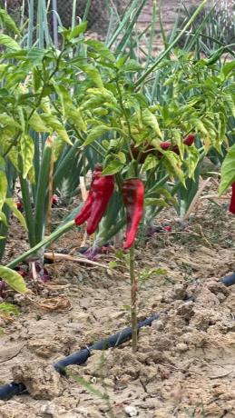 Terreno en Fg43+fg8 Valle del Sol