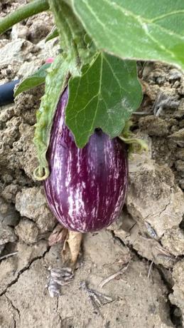 Terreno en Fg43+fg8 Valle del Sol