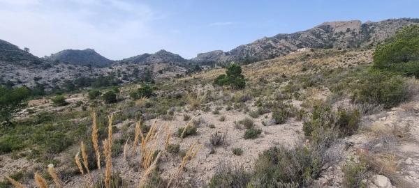 Terreno en Partida Segorb s/n