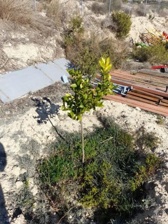 Terreno en camino del Salt s/n