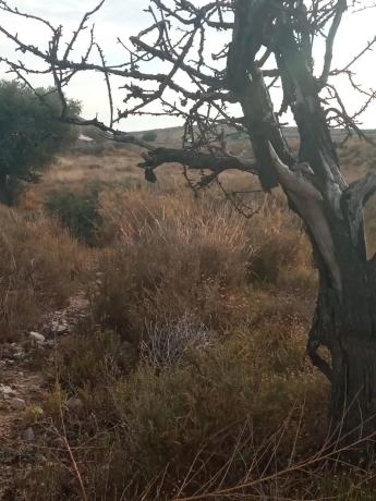 Terreno en calle del Mediterráneo