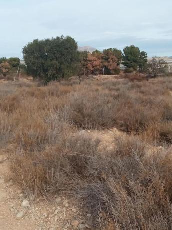 Terreno en calle del Mediterráneo