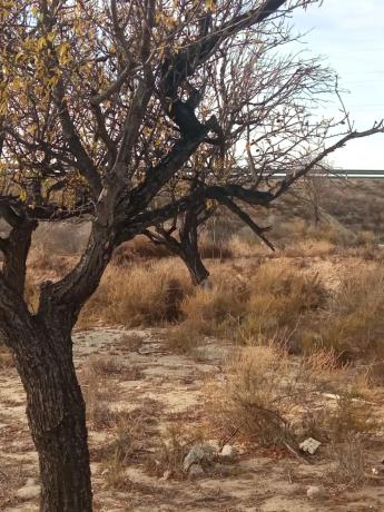 Terreno en calle del Mediterráneo