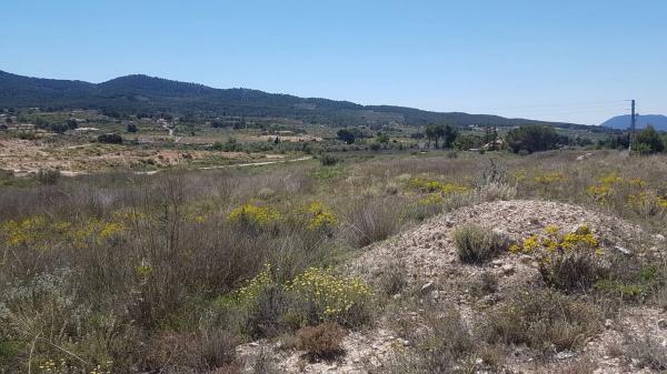 Terreno en avenida Antonio Vilaplana Martinez