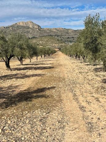 Terreno en calle Reyes Católicos, km 1