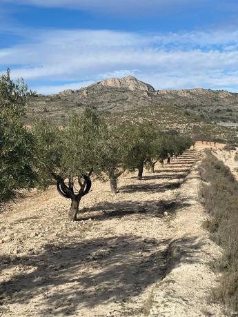 Terreno en calle Reyes Católicos, km 1