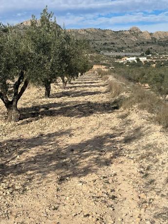 Terreno en calle Reyes Católicos, km 1