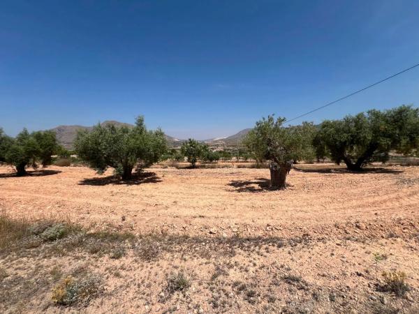 Terreno en La Murada-Los Vicentes
