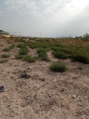 Terreno en Fortuna s/n