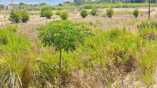 Terreno en La Marina