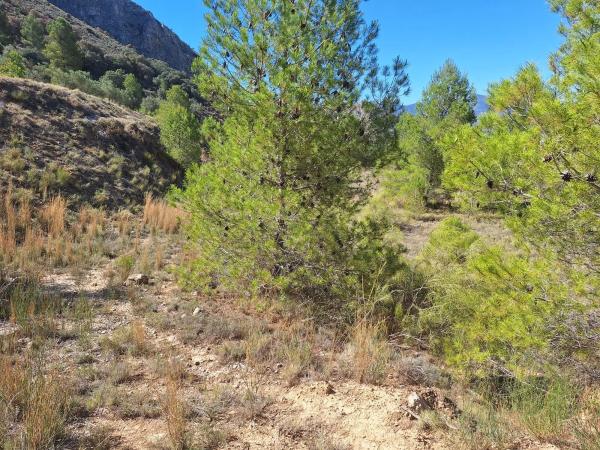 Terreno en Venta de terreno en Polígono 2 Parcela 22 Corcany. Millena, 2 PolgonoParcelaCORCANY, 2 PolgonoParcelaCORCANYMILLENA