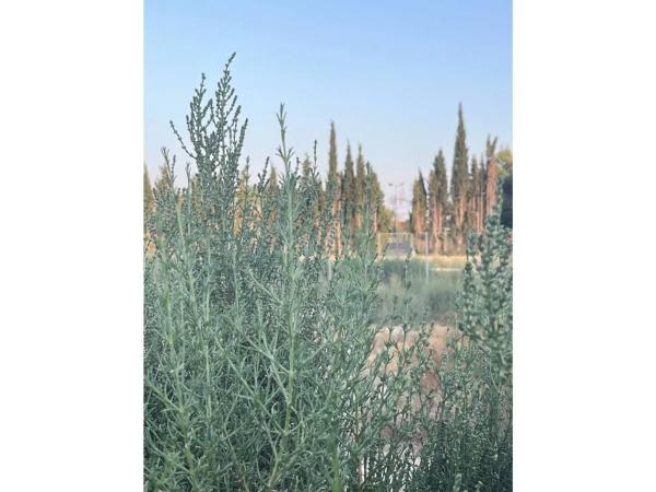 Terreno en calle Serra d'Alfaro