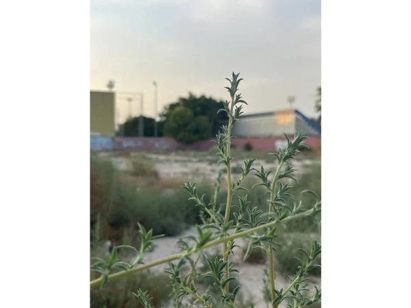 Terreno en calle Serra d'Alfaro