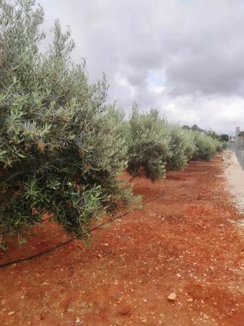 Terreno en Partida Benimaquia s/n