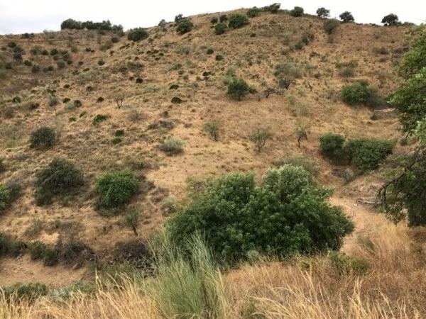 Terreno en camino Cortijo Los Arias s/n Santarosalia