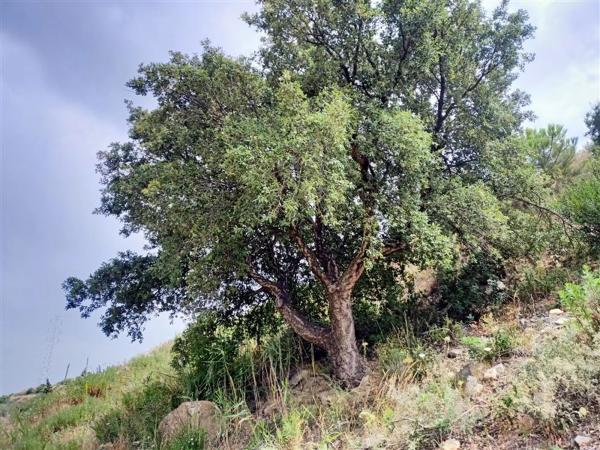 Terreno en Pista Colada de los Molinos a E, 176